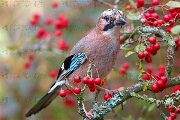 Eurasian jay