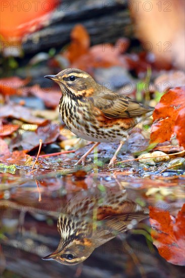 Redwing