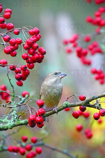 European greenfinch