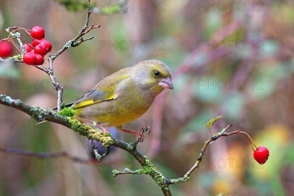 European greenfinch