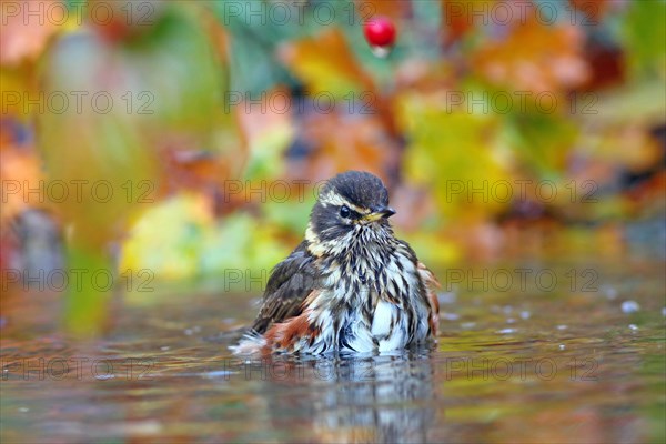 Redwing