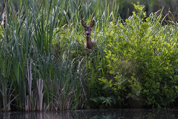 European roe deer