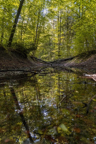 Deciduous trees reflected in a water-based paint in the forest