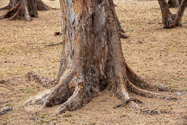 Tree trunk on the public beach of Flic En Flac on the west of the tropical island of Mauritius