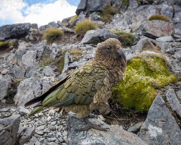 Kea