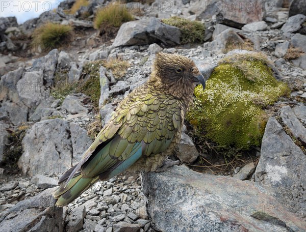 Kea