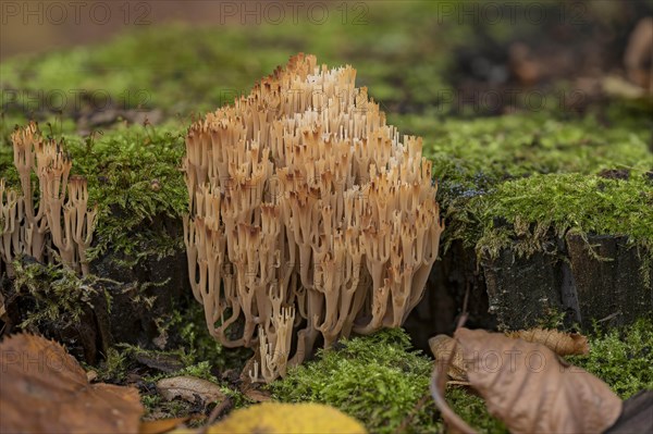 Artomyces pyxidatus