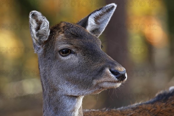 Fallow deer