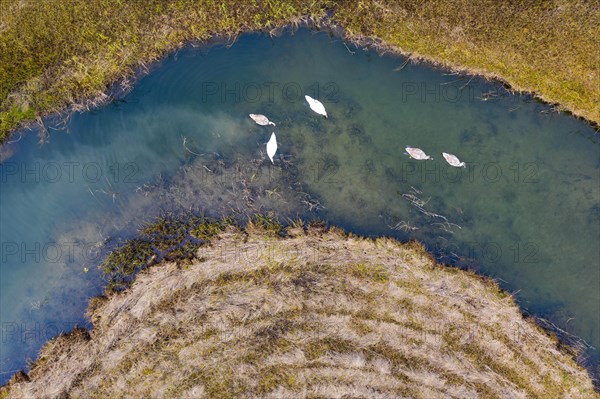 Natural course of the Zellerache river from the Irrsee with swans