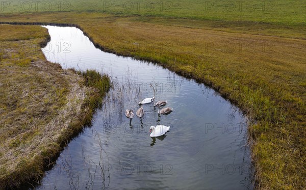 Natural course of the Zellerache river from the Irrsee lake with swans