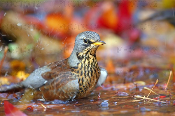 Fieldfare