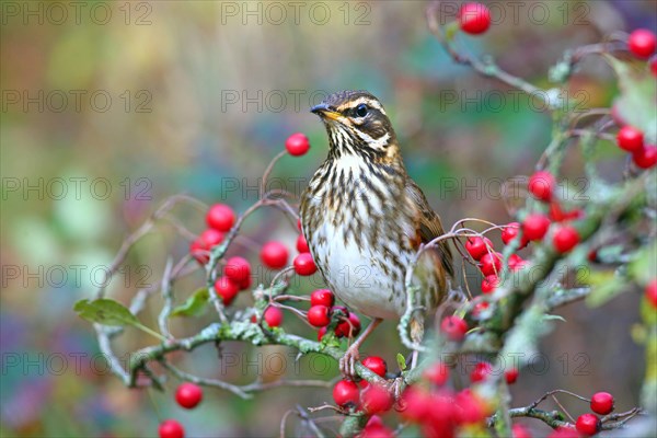 Redwing