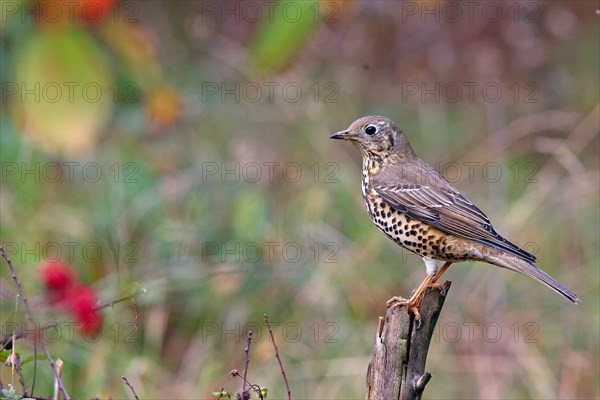 Mistle thrush