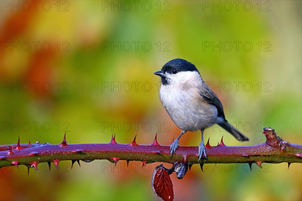 Marsh tit