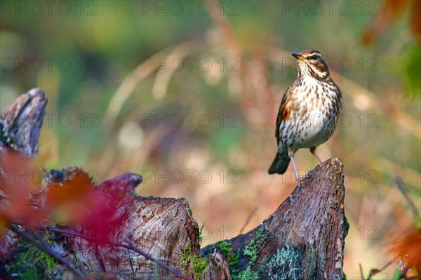 Redwing