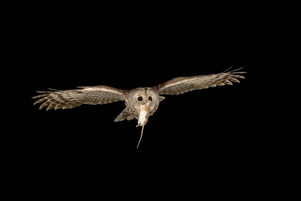 Tawny owl