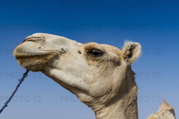 Camel at the Animal market