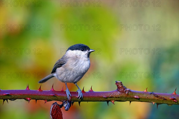 Marsh tit