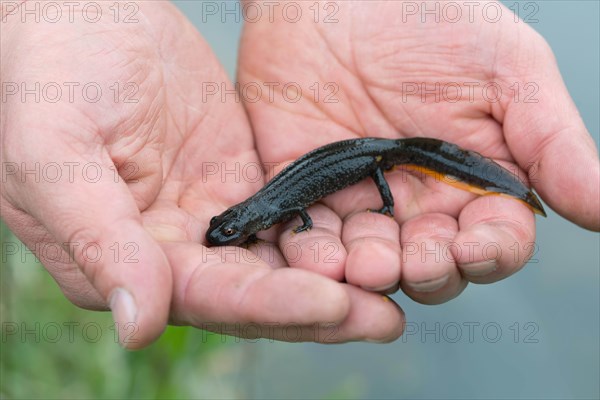 Northern Crested Newt