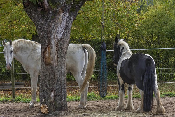 White horse and a Piebald pony on a riding stable