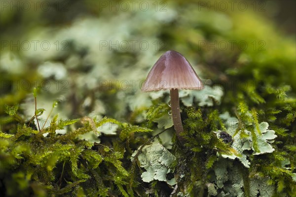 Stump fairy helmet