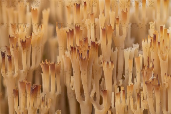 Artomyces pyxidatus