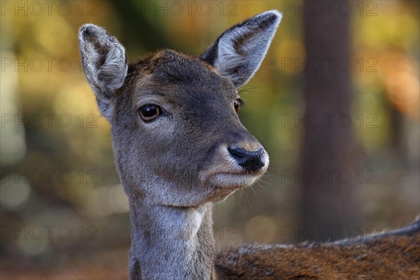 Fallow deer