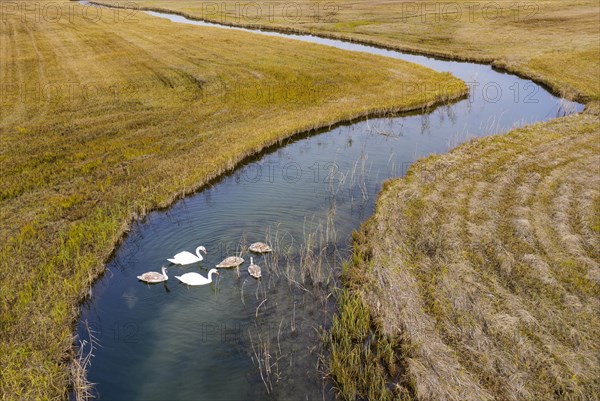 Natural course of the Zellerache river from the Irrsee lake with swans