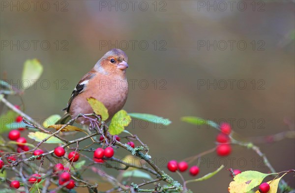 Common chaffinch