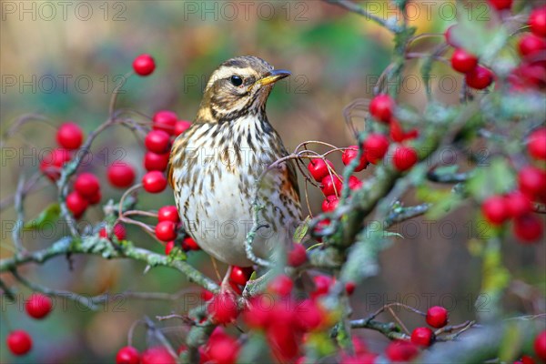 Redwing