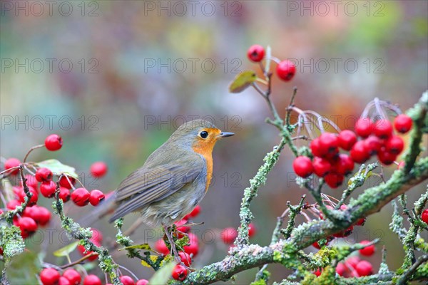 European robin