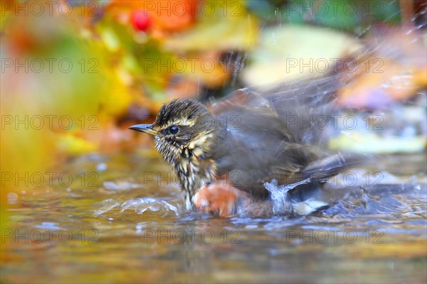 Redwing