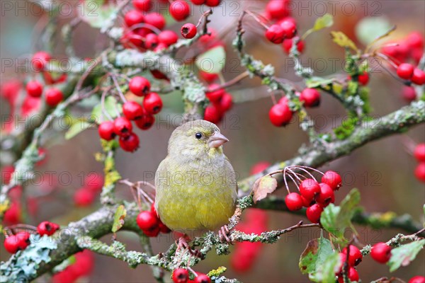 European greenfinch