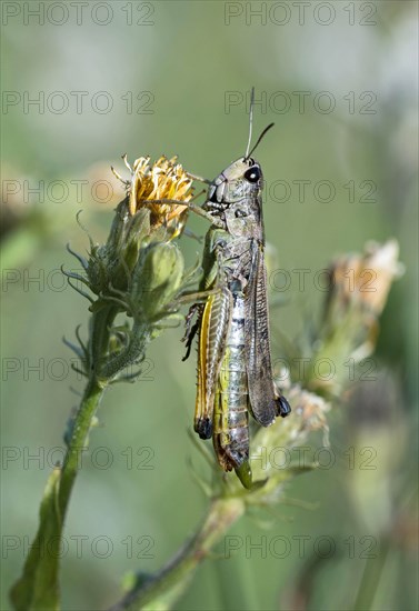 Bow-winged grasshopper