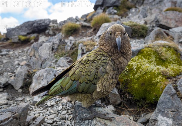 Kea