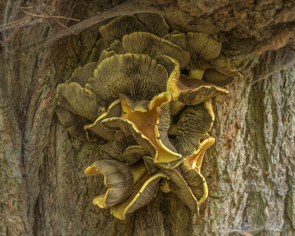 Sulphur tuft