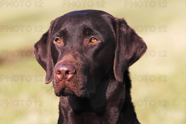 Brown Labrador Retriever