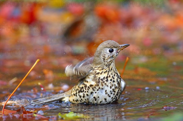 Mistle thrush