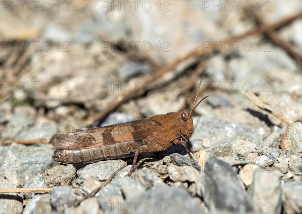 Blue-winged grasshopper