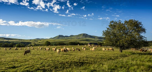 Herd of cattle Aubrac and the Massif of Sancy