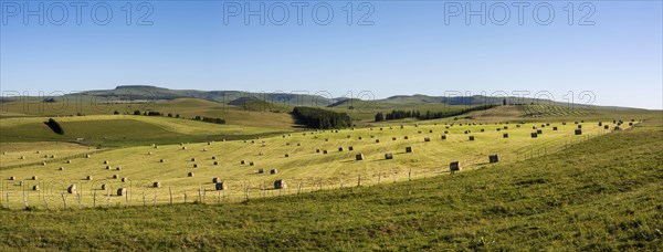 Harvested meadows with hay bales