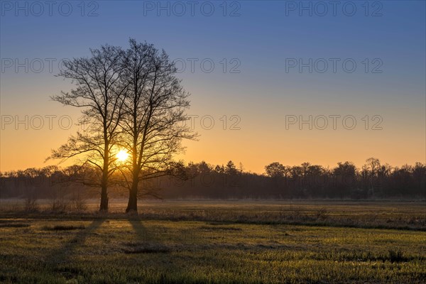 Sunrise in the Moenchbruch Nature Reserve