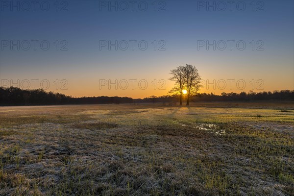 Sunrise in the Moenchbruch Nature Reserve