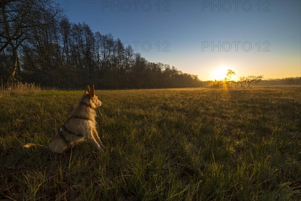 Dog looks into the sunrise