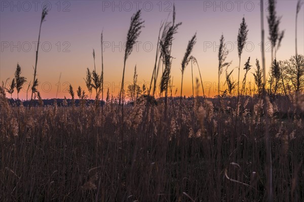 Sunrise in the Moenchbruch Nature Reserve