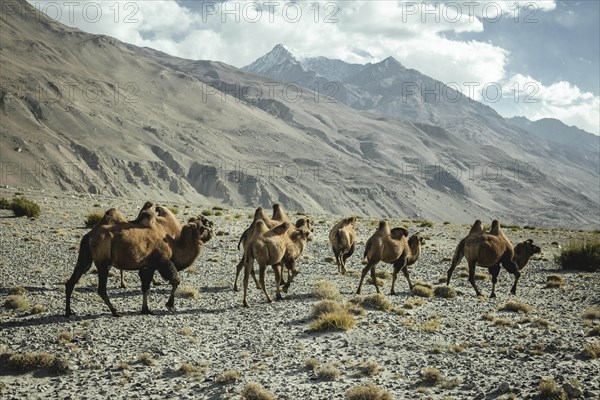 Bactrian camels