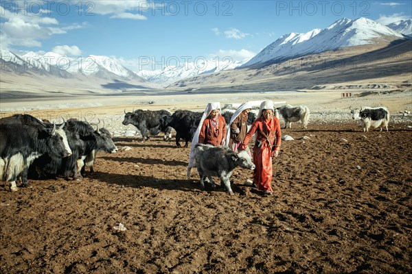 Two woman bring a calf to the mother in the pasture