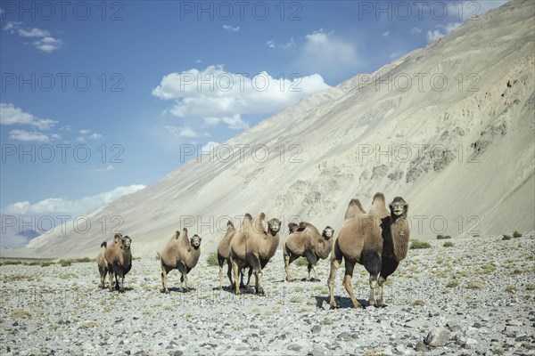 Bactrian camels