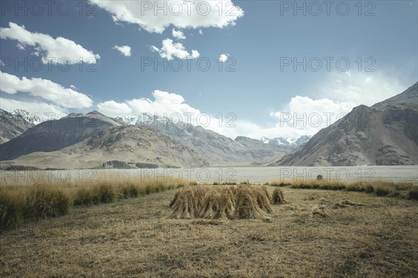 Sheaves of grain tied together and set up in a field