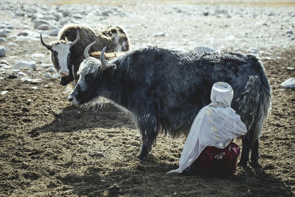 Woman milking a yak